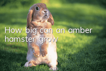 How big can an amber hamster grow?