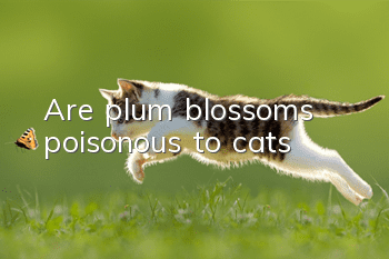 Are plum blossoms poisonous to cats?