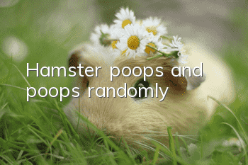 Hamster poops and poops randomly