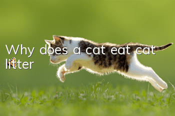 Why does a cat eat cat litter?