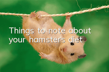 Things to note about your hamster’s diet