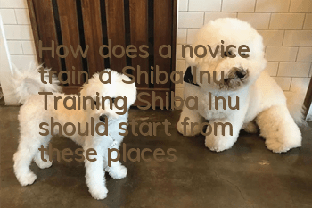 How does a novice train a Shiba Inu? Training Shiba Inu should start from these places