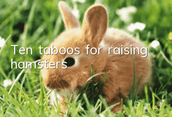 Ten taboos for raising hamsters