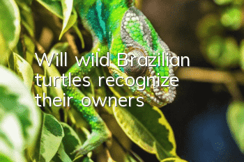 Will wild Brazilian turtles recognize their owners?