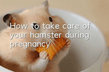 How to take care of your hamster during pregnancy