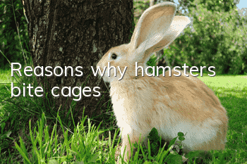 Reasons why hamsters bite cages