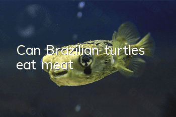 Can Brazilian turtles eat meat?