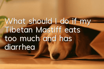 What should I do if my Tibetan Mastiff eats too much and has diarrhea?