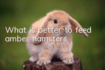 What is better to feed amber hamsters?