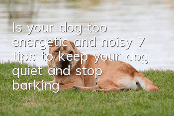 Is your dog too energetic and noisy? 7 tips to keep your dog quiet and stop barking!