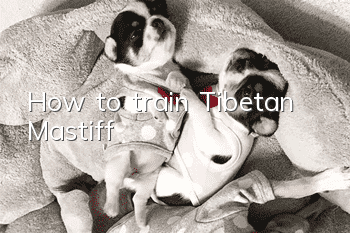 How to train Tibetan Mastiff