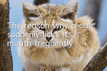 The reason why a cat suddenly licks its mouth frequently