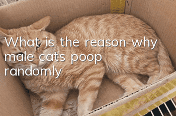 What is the reason why male cats poop randomly?