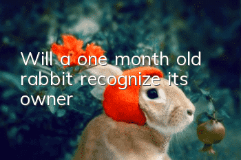 Will a one month old rabbit recognize its owner?