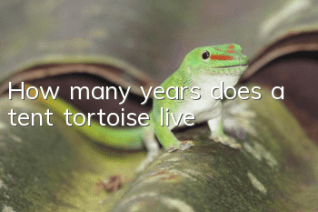 How many years does a tent tortoise live?