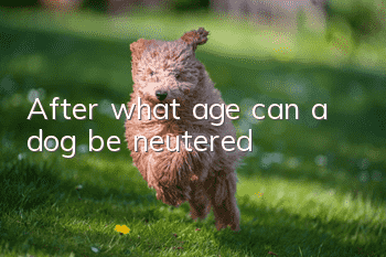 After what age can a dog be neutered?