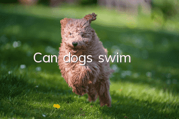 Can dogs swim?