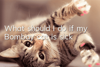 What should I do if my Bombay cat is sick?