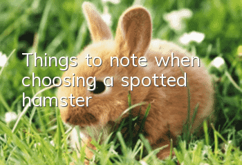 Things to note when choosing a spotted hamster