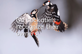 Do cockatiels recognize their owners?