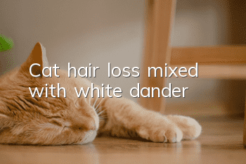 Cat hair loss mixed with white dander