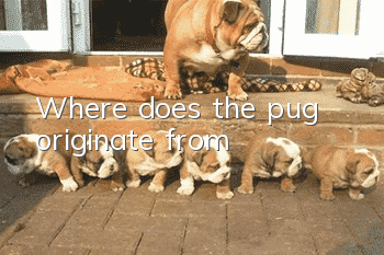 Where does the pug originate from?