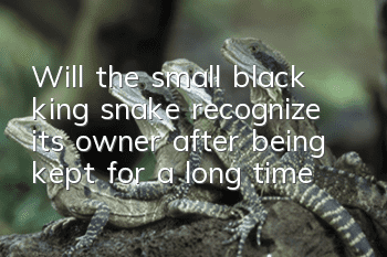 Will the small black king snake recognize its owner after being kept for a long time?