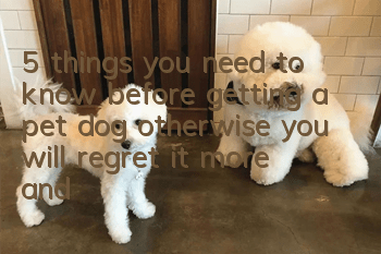 5 things you need to know before getting a pet dog, otherwise you will regret it more and more!