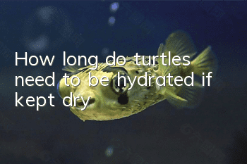 How long do turtles need to be hydrated if kept dry?