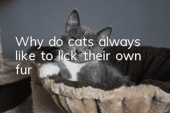 Why do cats always like to lick their own fur?