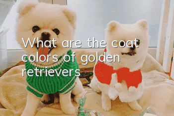 What are the coat colors of golden retrievers?