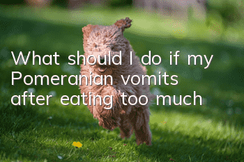 What should I do if my Pomeranian vomits after eating too much?