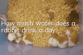 How much water does a rabbit drink a day?