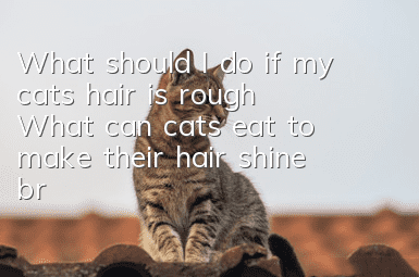 What should I do if my cat’s hair is rough? What can cats eat to make their hair shine brighter?