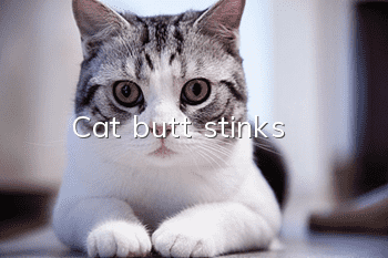 Cat butt stinks