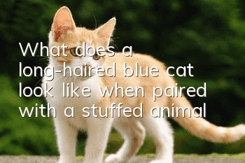 What does a long-haired blue cat look like when paired with a stuffed animal?