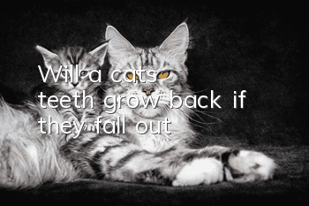 Will a cat's teeth grow back if they fall out?