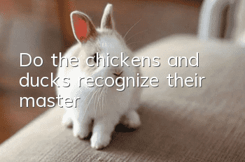 Do the chickens and ducks recognize their master?