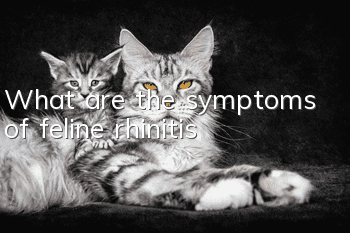 What are the symptoms of feline rhinitis?