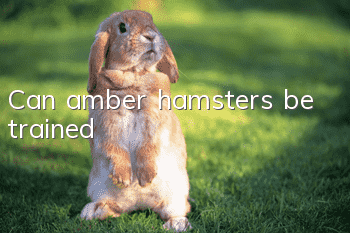 Can amber hamsters be trained?