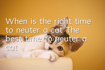 When is the right time to neuter a cat? The best time to neuter a cat!