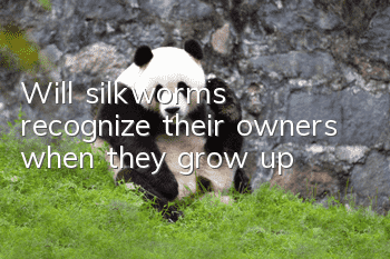 Will silkworms recognize their owners when they grow up?