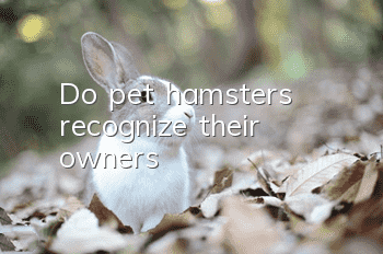 Do pet hamsters recognize their owners?