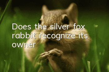 Does the silver fox rabbit recognize its owner?