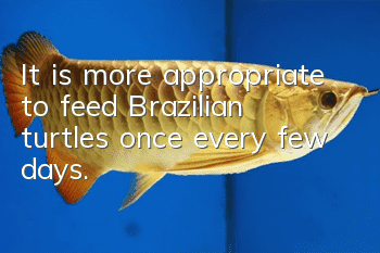 It is more appropriate to feed Brazilian turtles once every few days.