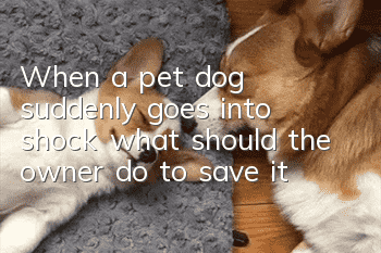 When a pet dog suddenly goes into shock, what should the owner do to save it?