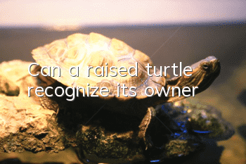 Can a raised turtle recognize its owner?