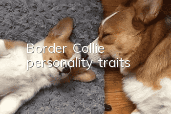 Border Collie personality traits