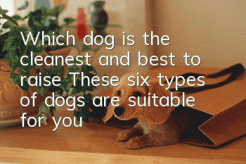 Which dog is the cleanest and best to raise? These six types of dogs are suitable for you!