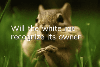 Will the white rat recognize its owner?